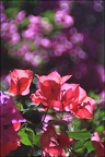 3125-IMG 0485-Red-and-Pink-Flowers-monokl-webRASF