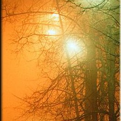 12-nocturnal