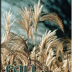 15-fall