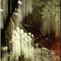 29-night-trees
