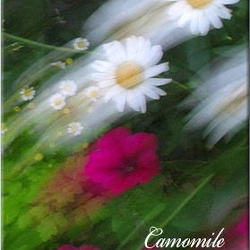 30-camomile-dance