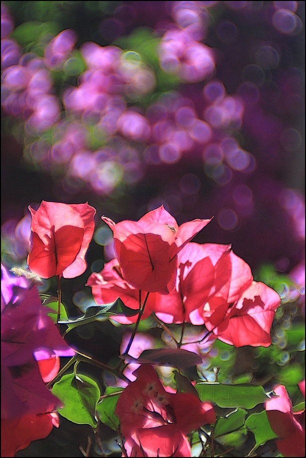 3125-IMG_0485-Red-and-Pink-Flowers-monokl-webRASF.jpg